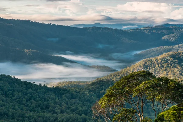 erken sabah sis içinde tropikal yağmur ormanları içinde Tamborine Milli Parkı, Queensland, Avustralya