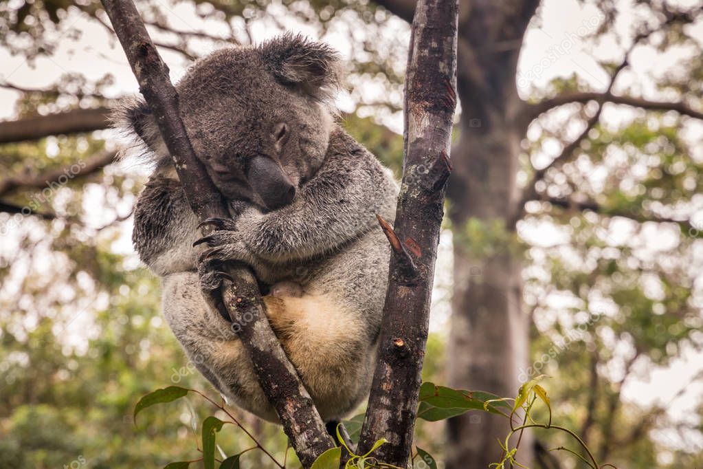 closeup of koala bear sleeping on tree in rain