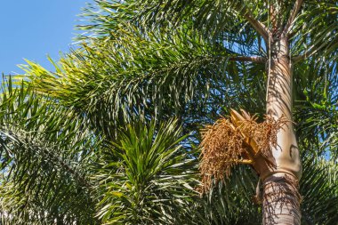 Tilki kuyruğu palmiye ağaç gövdesi ile tohum ve yaprakları Close-Up