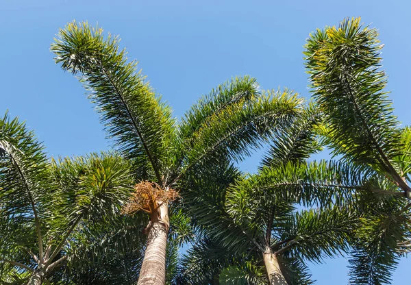 Wodyetia Bifurcata Palmiers Queue Renard Contre Ciel Bleu Avec Espace — Photo