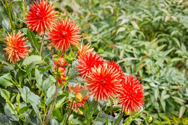 Primer Plano Flores Dalia Color Rojo Brillante Flor Jardín Con — Foto de Stock