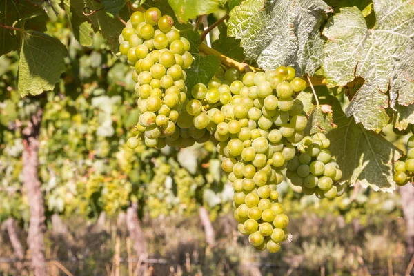 Närbild Mogna Sauvignon Blanc Druvor Vinranka Vingård Med Suddig Bakgrund — Stockfoto