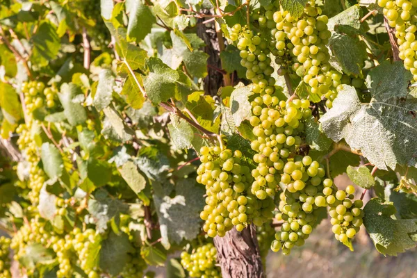 Grappes Raisins Blancs Mûrs Sur Vigne — Photo