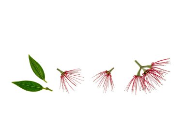 Kırmızı Pohutukawa çiçekler ve yaprakları beyaz arka plan üzerinde