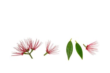 Kırmızı Pohutukawa ağaç çiçekler ve yukarıdaki kopya alanı ile beyaz arka plan yaprakları