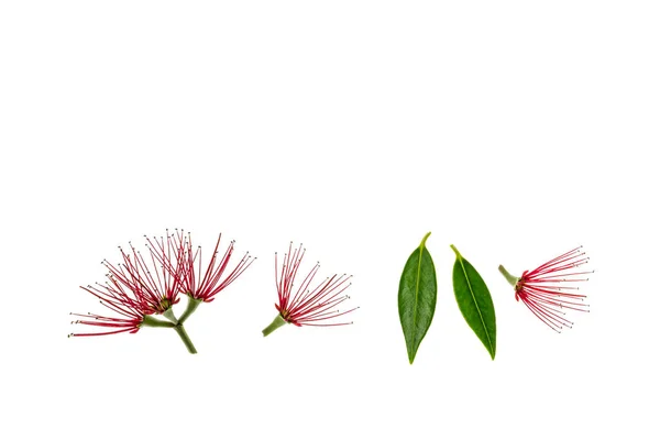 Piros Pohutukawa Virágok Levelek Fehér Alapon Másolás Tér Fölött — Stock Fotó