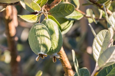bulanık arka plan ve kopya alanı ile feijoa ağaç olgun feijoas detay
