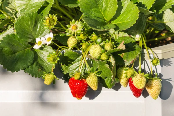 olgun ve olgunlaşmamış çilek organik bahçede metal yükseltilmiş yatakta büyüyen