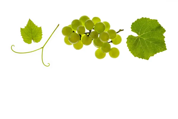 Trauben Reifer Sauvignon Blanc Trauben Und Blätter Isoliert Auf Weißem — Stockfoto