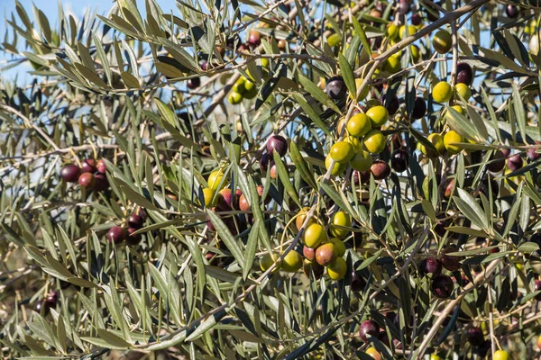 Nærhet Spanske Oliven Som Modnes Oliventrær Mot Blå Himmel – stockfoto
