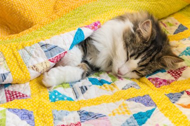 sarı yorgan kapağı sarılmış tabby kedi uyku