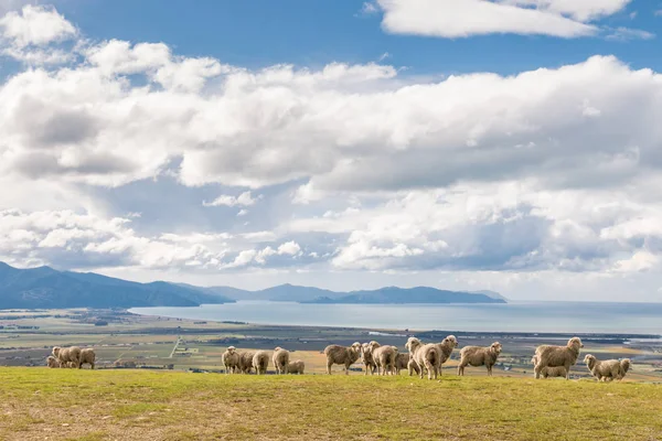 青空と積雲で海の上の丘の上で放牧メリノ羊の群れ — ストック写真