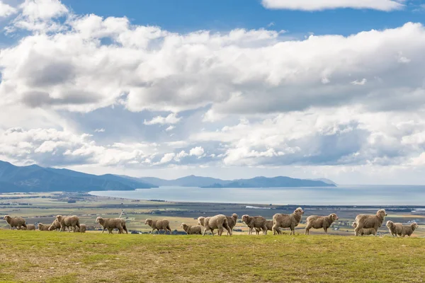 ニュージーランド ブレナム近くのウザーヒルズで放牧するメリノ羊の群れ — ストック写真