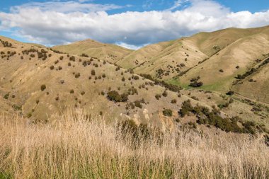 Yeni Zelanda 'nın Marlborough bölgesindeki Blenheim kasabasının yukarısındaki Wither Hills.