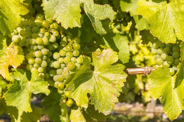 Ripe White Riesling Grapes Vine Vineyard — Stock Photo, Image