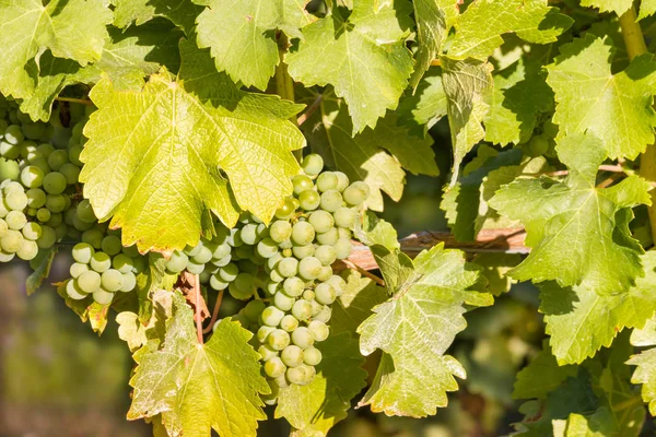 Cacho Uvas Sauvignon Blanc Amadurecendo Vinha Vinha — Fotografia de Stock