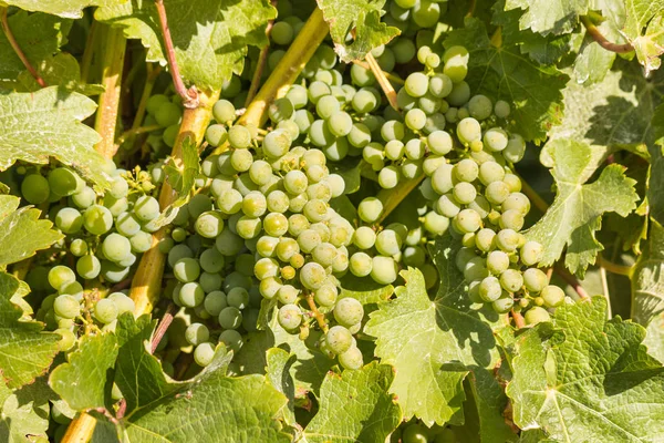 Détail Chardonnay Raisin Mûrissant Sur Vigne Dans Vignoble — Photo