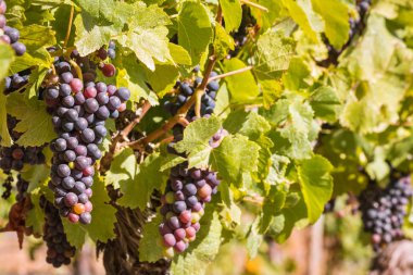 hasat zamanında bağ da asma üzerinde olgun Pinot Noir üzüm demetleri