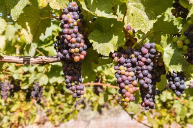 hasat zamanında üzüm bağında asma üzerinde olgun Merlot üzüm demet