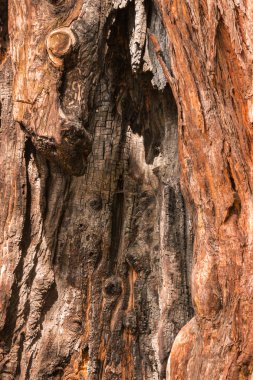 kavrulmuş çam ağacı gövdesi detay