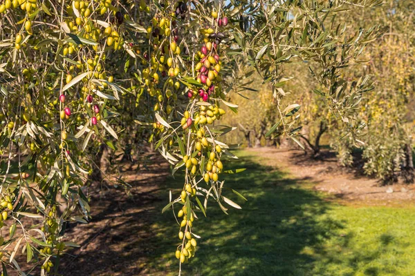 olive orchard with Kalamata olives ripening on olive trees