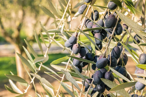 closeup of black Spanish olives ripening on olive tree