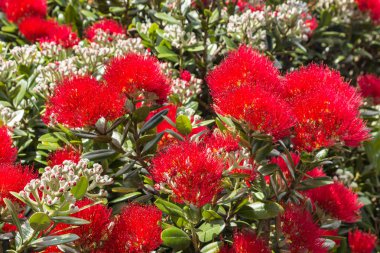 closeup of bright red pohutukawa tree flowers and buds  clipart