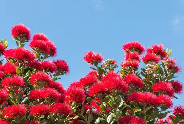 Piros Pohutukawa Virágok Virágzik Kék Háttér Másolási Tér — Stock Fotó