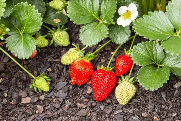 Close Ripe Unripe Organic Strawberries Growing Garden — Stock Photo, Image