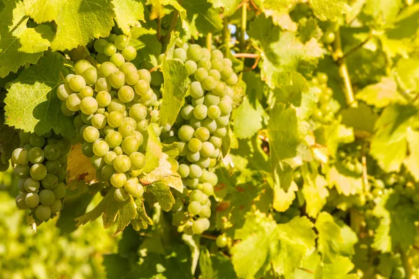 Pęki Dojrzałych Winogron Chardonnay Winorośli Winnicy — Zdjęcie stockowe