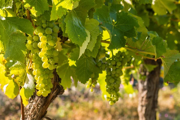 Podświetlane Pęki Dojrzałych Winogron Sauvignon Blanc Winorośli Winnicy Kopią Przestrzeni — Zdjęcie stockowe