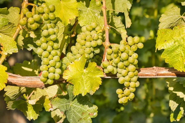 Gros Plan Grappes Mûres Raisins Sauvignon Blanc Poussant Sur Vigne — Photo