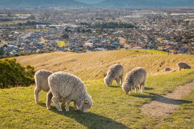 flock of merino sheep grazing on Wither Hills above Blenheim town in New Zealand clipart