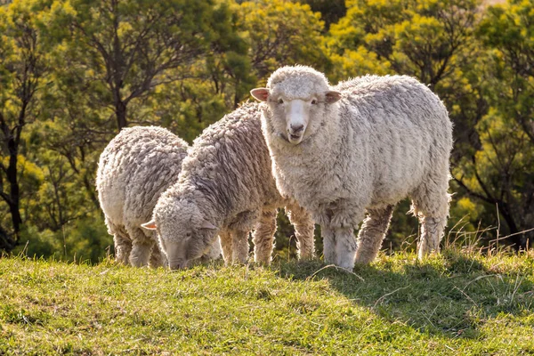 夕暮れ時に牧草地を放牧するメリノ羊の群れ — ストック写真