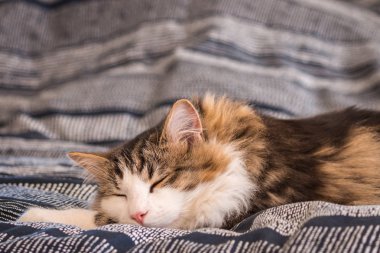 sevimli tekir kedi bulanık arka plan ve yukarıdaki kopyalama alanı ile yatakta uyku