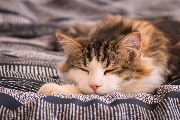 Nahaufnahme Einer Niedlichen Gestromten Katze Die Glücklich Auf Dem Bett — Stockfoto