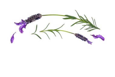 Fransız lavanta çiçekleri aşağıdaki kopya alanı ile beyaz arka plan üzerinde izole