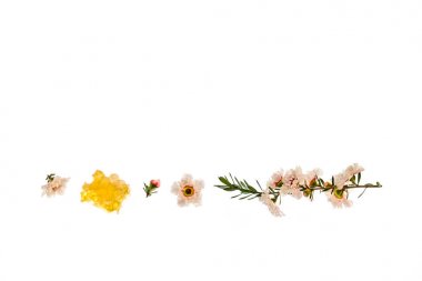 beyaz arka plan üzerinde manuka bal ile beyaz manuka ağacı çiçekleri
