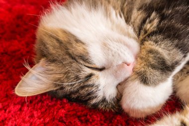 kırmızı halıüzerinde uyuyan tabby kedi yavrusu yakın çekim