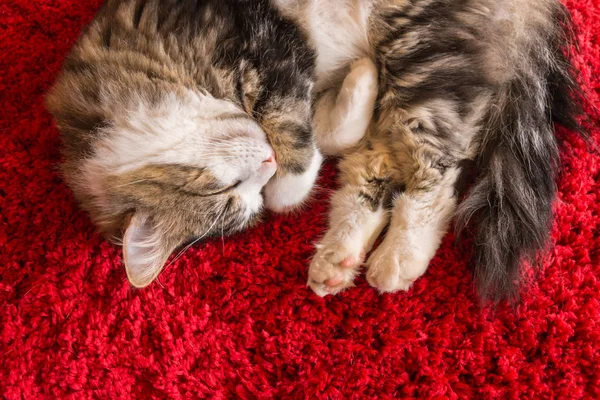 Long Hair Tabby Cat Sleeping Red Carpet Copy Space — Stock Photo, Image