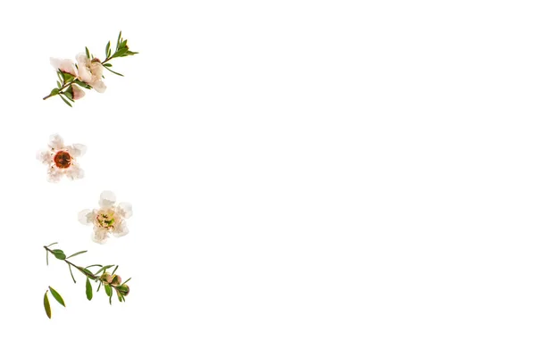 Κοντινά Πλάνα Από Λευκά Λουλούδια Που Απομονώνονται Λευκό Φόντο Χώρο — Φωτογραφία Αρχείου