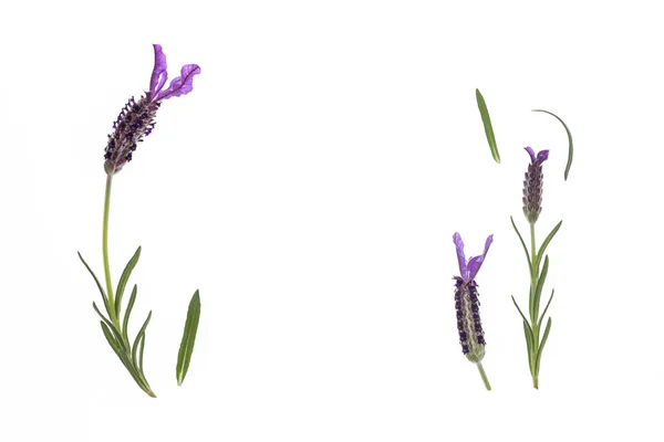 Fiori Lavanda Spagnola Foglie Isolate Sfondo Bianco Con Spazio Copia — Foto Stock