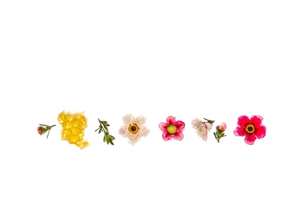 Mel Manuka Puro Com Flores Manuka Rosa Branco Isolado Fundo — Fotografia de Stock