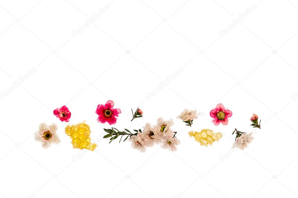 white and pink manuka flowers with organic manuka honey on white background with copy space above