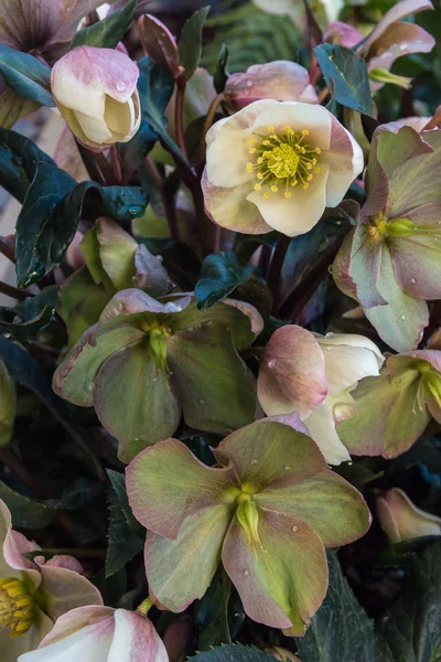Zaostřená Růžového Rostliny Hellebore Květinami Květu Dešťovou Kapek — Stock fotografie
