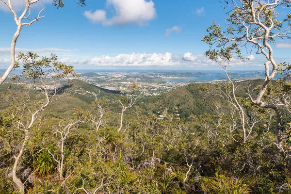 Verdrehte Bäume Wachsen Regenwald Neukaledonien Mit Blick Auf Noumea Und — Stockfoto