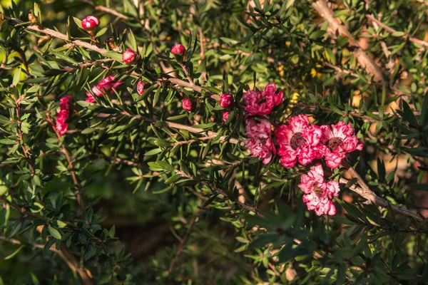 분홍색 마누카 덤불의 클로즈업 — 스톡 사진