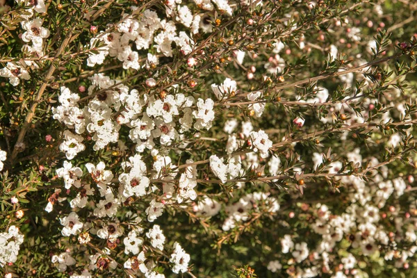 Closeup White New Zealand Manuka Bush Flowers Bloom — Stock Photo, Image