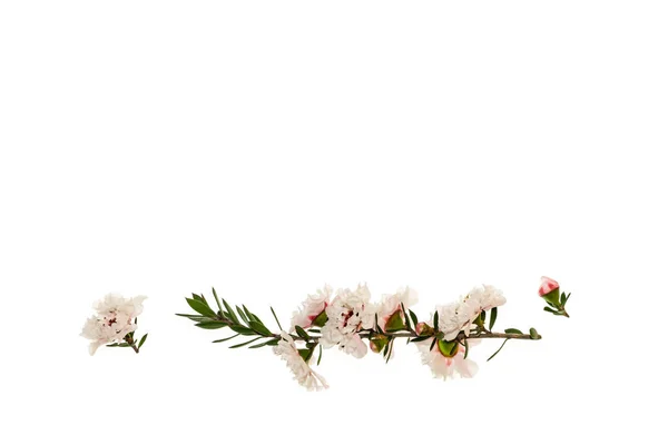 Flores Brancas Árvore Manuka Flor Isoladas Fundo Branco Com Espaço — Fotografia de Stock