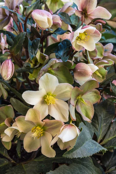 Pink Yellow Hellebores Bloom — Stock Photo, Image